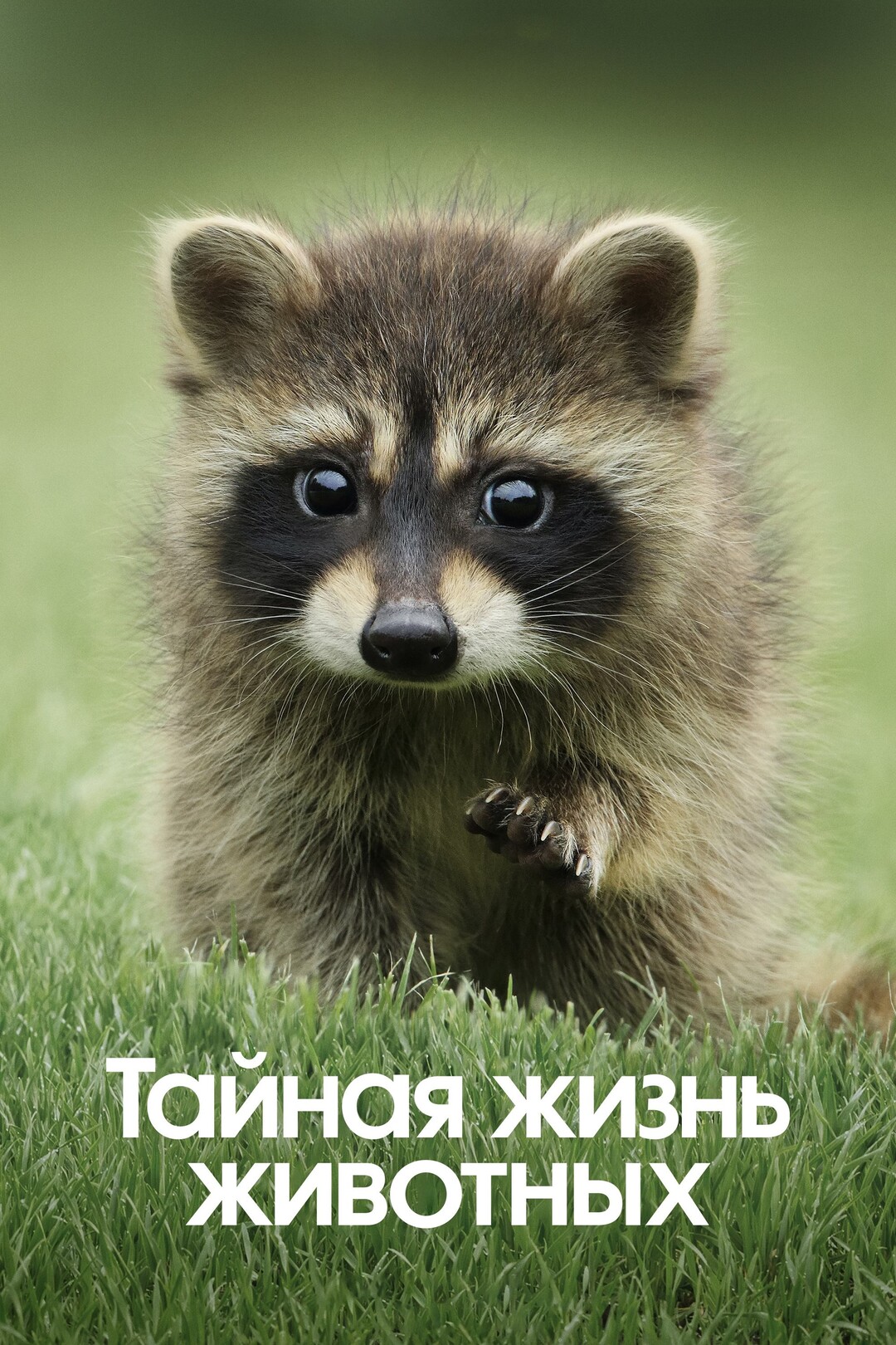 Постер сериала Тайная жизнь животных